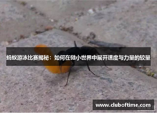 蚂蚁游泳比赛揭秘：如何在微小世界中展开速度与力量的较量